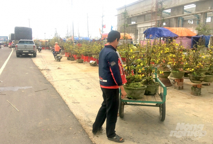 1-142600_671.jpg Do ảnh hưởng dịch Covid-19 nên năm nay mai xuân ở TX An Nhơn (Bình Định) bị ế ẩm. Ảnh: Vũ Đình Thung.