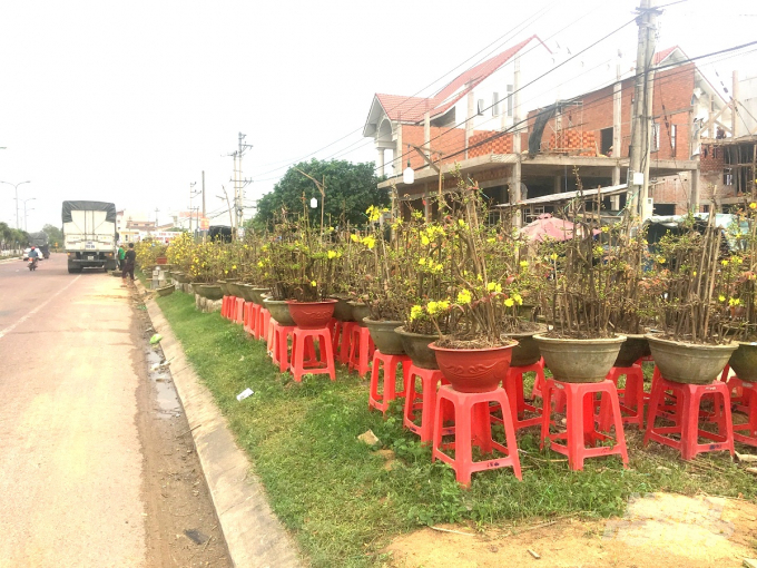 2-142601_909.jpg Chỉ còn 1 tuần nữa là đến Tết Nguyên đán Tân Sửu 2021, thế nhưng hiện mai cảnh ở TX An Nhơn (Bình Định) còn tồn đọng rất nhiều. Ảnh: Vũ Đình Thung.
