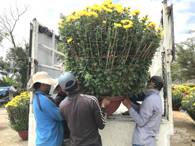 3-142602_366.jpg Hoa cúc cũng ế, thương lái chỉ mua 1 nửa số lượng đã đặt cọc. Ảnh: Vũ Đình Thung.