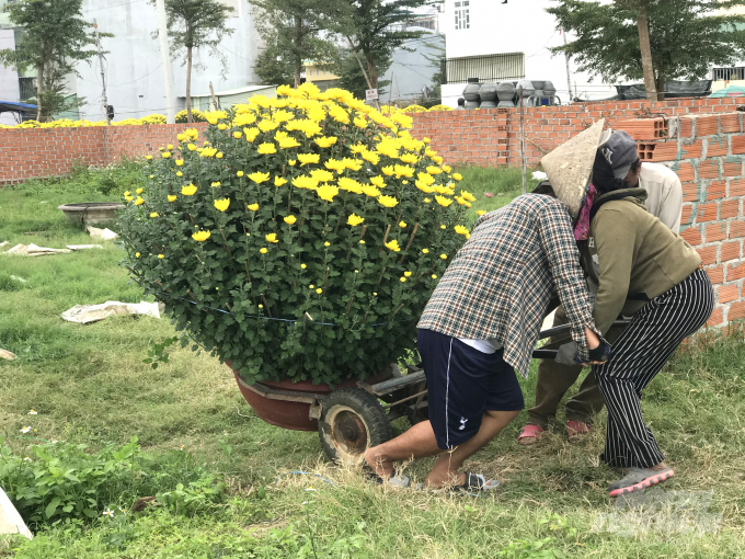 4-142603_98.jpg Các chủ nhà vường trồng cúc đành đưa những chậu cúc tồn đọng đến bãi để bán lẻ. Ảnh: Vũ Đình Thung