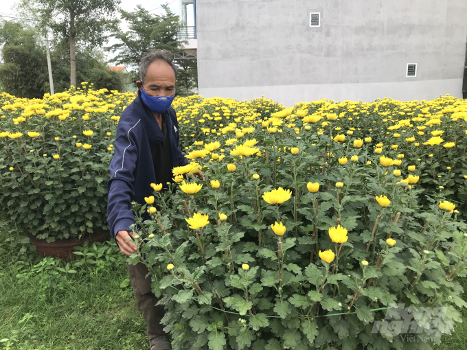 5-142604_299.jpg Chủ nhà vườn Nguyễn Văn Phương lo lắng vì số lượng cúc của ông còn tồn đọng khá nhiều. Ảnh: Vũ Đình Thung.