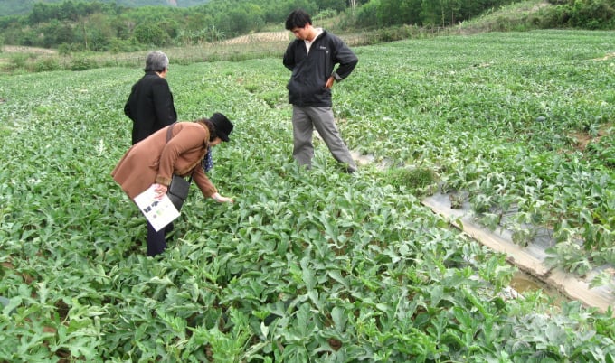 2-124124_604.jpg Đầu vụ, dưa hấu được thị trường ăn mạnh nên thương lái đã đi lùng mua. Ảnh: Vũ Đình Thung.
