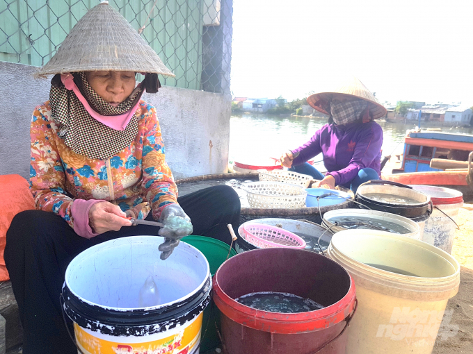 p-140147_189.jpg Bà Huỳnh Thị Chung sơ chế sứa bên đầm Thị Nại. Ảnh: V.Đ.T