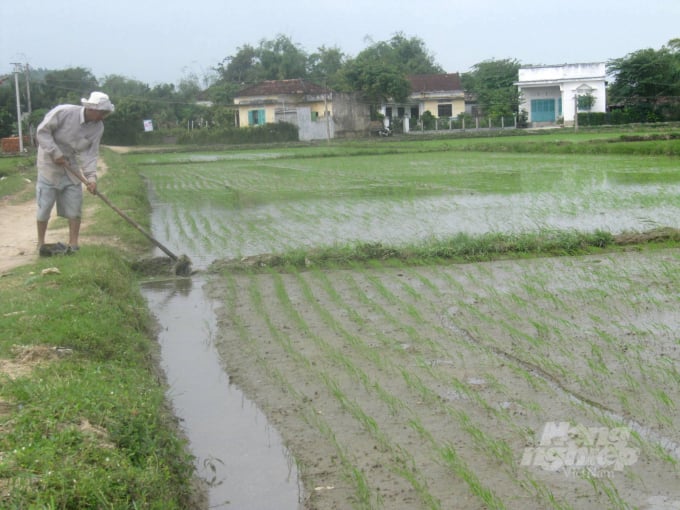 2-194810_202.jpg Đối với những diện tích lúa đã gieo sạ vụ ĐX 2021-2022 phải khơi thông các mương tiêu, trục tiêu, tháo dỡ các vật cản để tiêu thoát nước. Ảnh: V.Đ.T