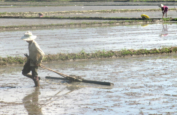img_4831-182607_865.jpg Bão số 9 gây mưa làm 6.086 ha lúa vụ Đông Xuân 2021-2022 mới gieo sạ ở Bình Định bị ngập úng, trong đó có nhiều diện tích bị hư giống phải gieo sạ lại. Ảnh: Đ.T