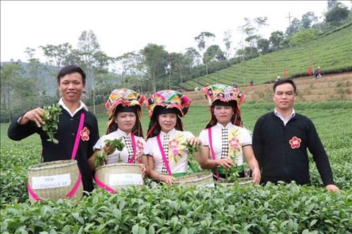 vna_potal_son_la_xay_dung_thuong_hieu_che_va_khoai_so_thuan_chau__175731763_stand-1-130014_713.jpg Chè là cây chủ lực của xã Phổng Lái. Ảnh: TTX.