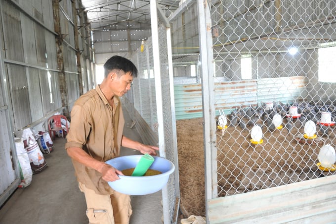 anh-4-055406_797.jpg Nói về kỹ thuật nuôi gà sao, chị Vân cho biết: Khi gà còn nhỏ rất sợ bóng tối, những lúc mất điện, chúng thường đứng, nằm chồng lên nhau đến khi có điện mới trở lại hoạt động bình thường. Vì vậy, người chăn nuôi cần hết sức chú ý những đặc điểm này. Khu nuôi gà cần rộng rãi, đủ độ khuếch tán để giảm tiếng ồn, mật độ thả không quá dày để gà có đủ khoảng không vận động.