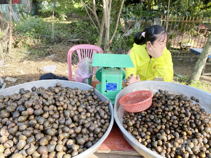 z2021580959767_cf1607b350915976e8aade726ee40df1-144649_487.jpg Bán ốc đồng Campuchia bán tại chợ cửa khẩu Khánh Bình, tỉnh An Giang. Ảnh: Lê Hoàng Vũ.