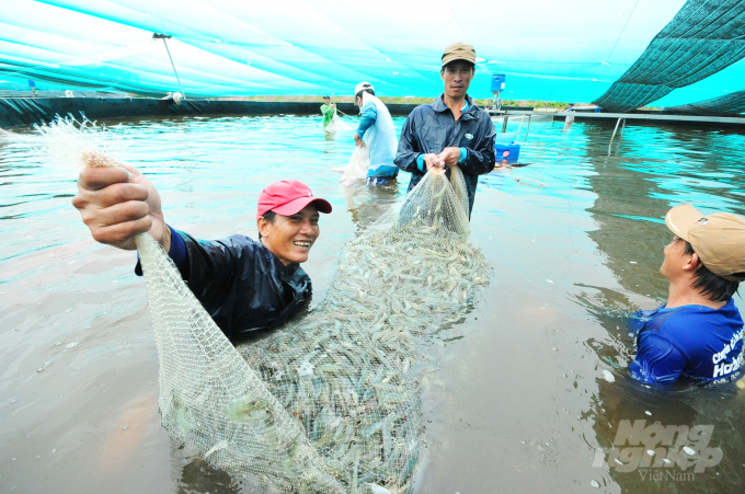anh-11-080551_405.jpg Nuôi tôm thẻ chân trắng siêu thâm canh trong hồ nổi tròn đạt tỷ lệ sống từ 70 - 90%. Hạn chế được dịch bệnh xâm nhập vào khu nuôi do hạn chế bơm nước mới trực tiếp từ sông, rạch vào cũng như bơm xả ra môi trường bên ngoài.