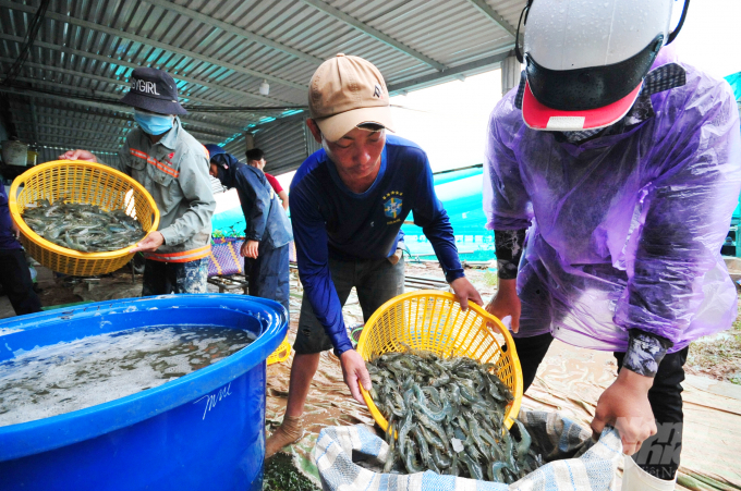 anh-8-081156_64.jpg Những năm gần đây tỉnh Bạc Liêu khuyến khích nông dân, hợp tác xã và doanh nghiệp phát triển mô hình nuôi tôm siêu thâm canh nhằm ứng phó với thời tiết cực đoan, bệnh dịch, tiết kiệm chi phí đầu vào.