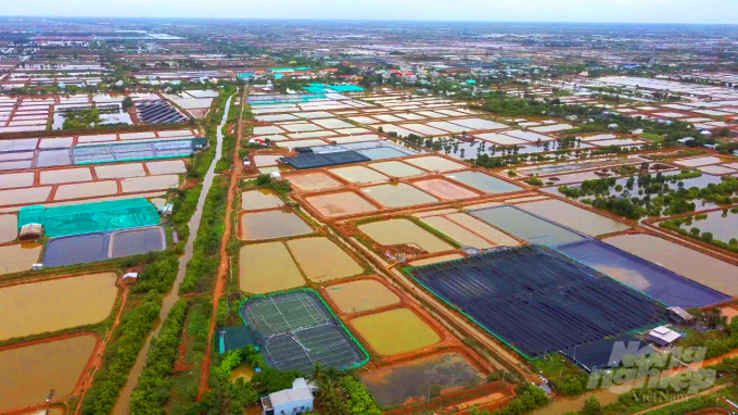 anh-9-080548_951.jpg Đồng thời hạn chế rủi ro và đã bắt đầu hình thành chuỗi liên kết bao tiêu sản phẩm, giúp cho người sản xuất an tâm mạnh dạn đầu tư sản xuất theo hướng an toàn, ổn định và bền vững.