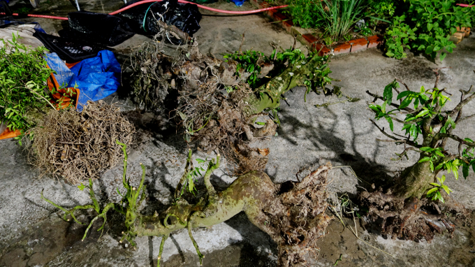 dsc06215-162619_773.jpg Những cây mai bị Thái ăn trôm. Ảnh: CACC.