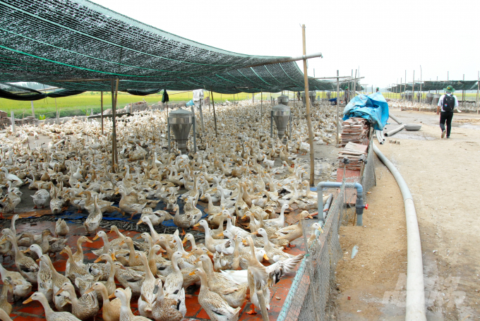 anh-1-064500_89.jpg Ông Nguyễn Ngọc Mới chia sẻ: Gắn bó với nghề nuôi vịt đẻ chạy đồng hơn 40 năm, đã chứng kiến nhiều bước thăng trầm của cái nghề 'du mục' này. Nhờ sự đam mê chăn nuôi, ông quyết tâm đưa nghề này phát triển ổn định hơn.