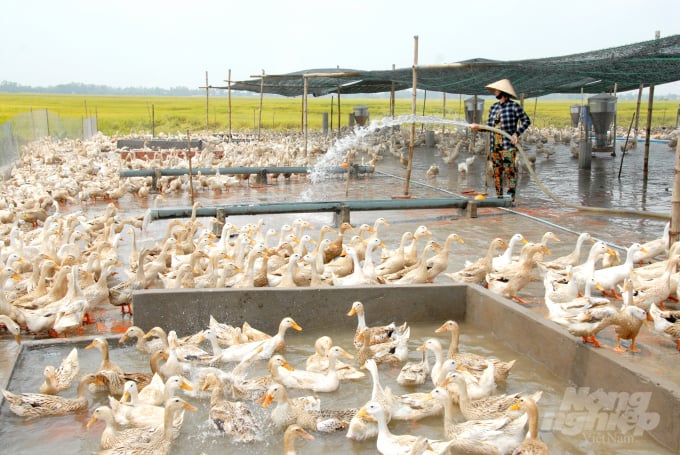 Những năm gần đây nghề nuôi vịt chạy đồng không còn hiệu quả. Nguyên nhân do cánh đồng làm lúa 3 vụ/năm nên thời gian lưu vịt rất ngắn. Thêm vào đó, do ảnh hưởng của thuốc bảo vệ thực vật nên nguồn thức ăn trên đồng cạn kiệt, chất thải nông nghiệp nhiều... ảnh hưởng rất lớn sản lượng và chất lượng trứng khi bán ra thị trường.
