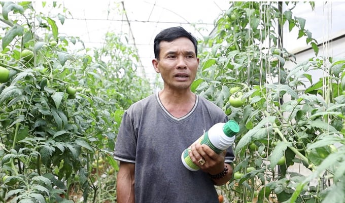 anh-3-104137_749.jpg Ông Nguyễn Văn Bảy, ở phường 10, TP Đà Lạt (Lâm Đồng), sử dụng hai chế phẩm sinh học OAU01 6,3 EW và OAU02 81,7 EC cho vườn cà chua đang đem lại hiệu quả cao. Ảnh: Lê Hoàng Vũ.