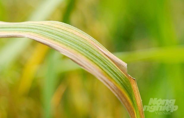 hinh-1-160155_688.jpg Vi khuẩn gây bệnh cháy bìa lá có tên là Xanhthomonas oryzae, chúng sẽ sinh sôi và phát triển trong mạch nhựa của cây lúa. Ảnh: Ngọc Trinh.