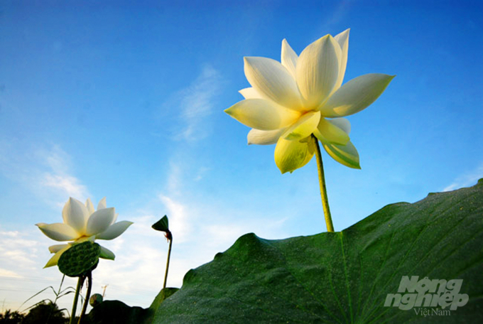 Từ ngó sen, hạt sen, tim sen cho đến lá sen đều có thể sử dụng để tạo ra nhiều món ăn với hương vị hấp dẫn khó quên, tốt cho sức khỏe. Ảnh: Lê Hoàng Vũ.