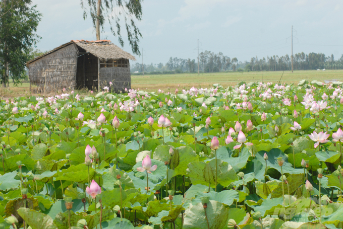 Đồng Tháp được đánh giá là một trong những địa phương có nhiều đặc sản độc đáo và có tiềm năng. Trong đó có các món ẩm thực từ sen vô cùng hấp dẫn và đa dạng. Ảnh: Lê Hoàng Vũ.
