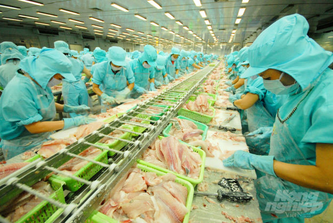 Chế biến xuất khẩu cá tra ở ĐBSCL. Ảnh: Lê Hoàng Vũ.