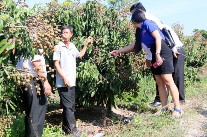Nguyen Van Dung's Ido longan growing model has brought high economic efficiency. Photo: Hoang Vu.
