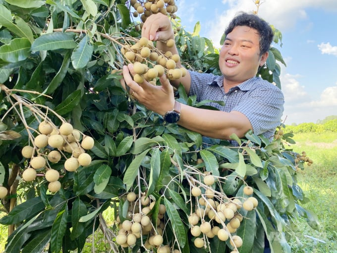 Since the beginning of 2021, longan prices have dropped to VND12,000-VND13,000 per kilogram due to the impact of Covid-19, down by more than half compared to the same period last year, reducing farmers' profit. Photo: Hoang Vu.
