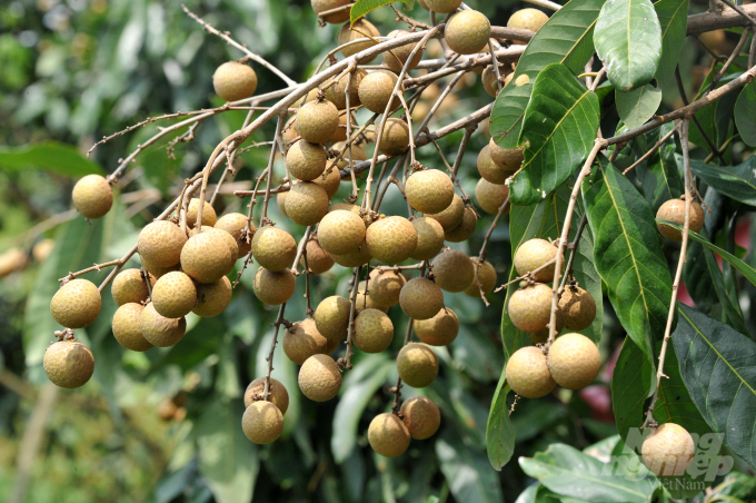 Ido longan is as delicious as dimocarpus longan. Photo: Hoang Vu.