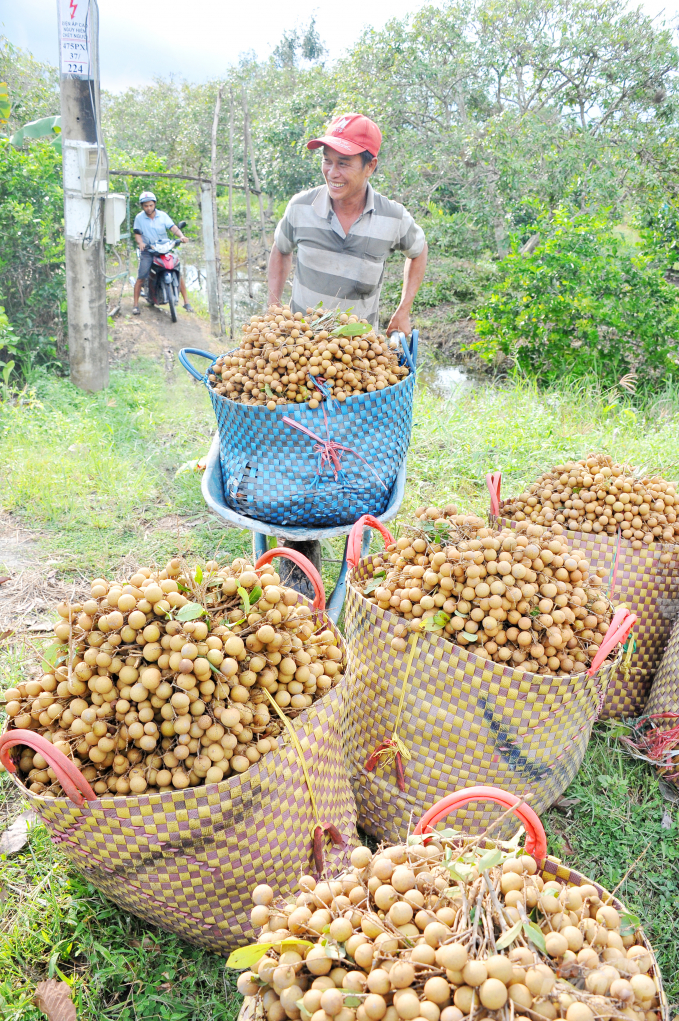 Can Tho City has more than 2,000 hectares of longan trees. Photo: Hoang Vu.