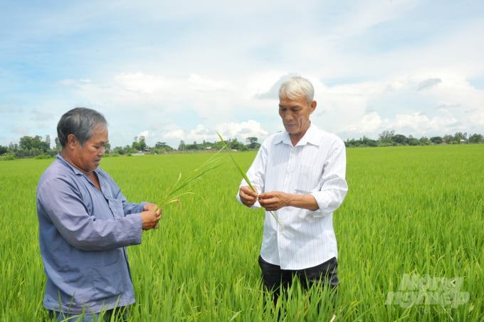 Cánh đồng sản xuất lúa hữu cơ của ông Dương Xuân Quả. Ảnh: Văn Vũ.