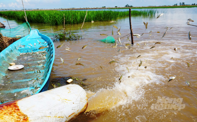 anh-1-123811_484.jpg Cá linh nuôi trong ruộng lúa mùa nổi 11ha của anh Bùi Trí Nhân ở phường An Bình B, TP Hồng Ngự (Đồng Tháp). Ảnh: Văn Vũ.