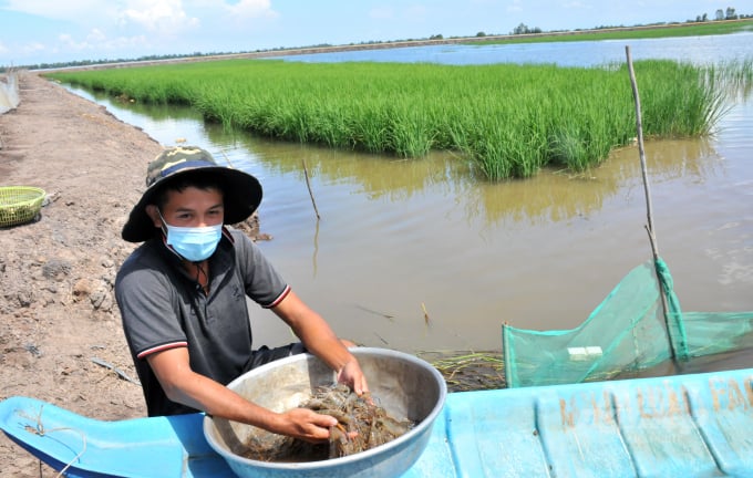 anh-2-123812_126.jpg Tôm càng xanh nuôi kết hợp trong ruộng lúa mùa nước nổi. Ảnh: Văn Vũ.