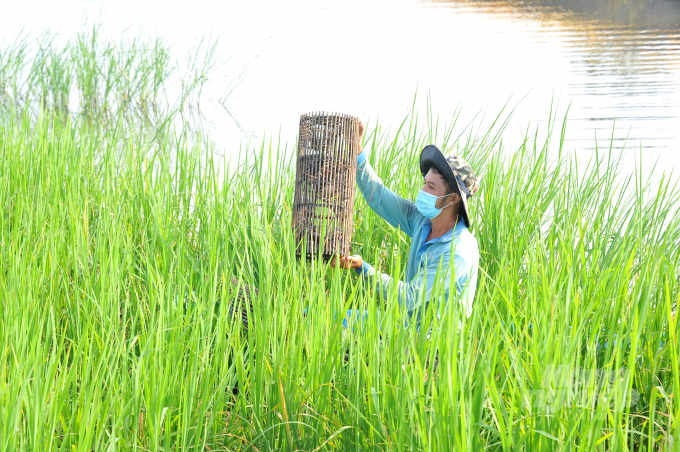 anh-3-123813_913.jpg Riêng đối với con cua đồng sống tự nhiên trong ruộng lúa hàng ngày anh Nhân thu hoạch từ 100-200kg bán cho thương lái cũng kiếm từ 500-600 ngàn đồng. Ảnh: Văn Vũ.