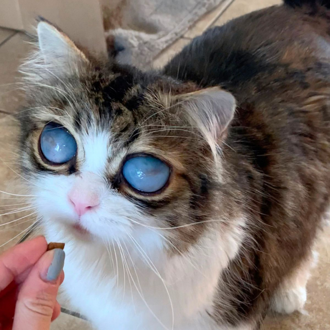 0_PAY-BLIND-CAT-WITH-MASSIVE-EYES