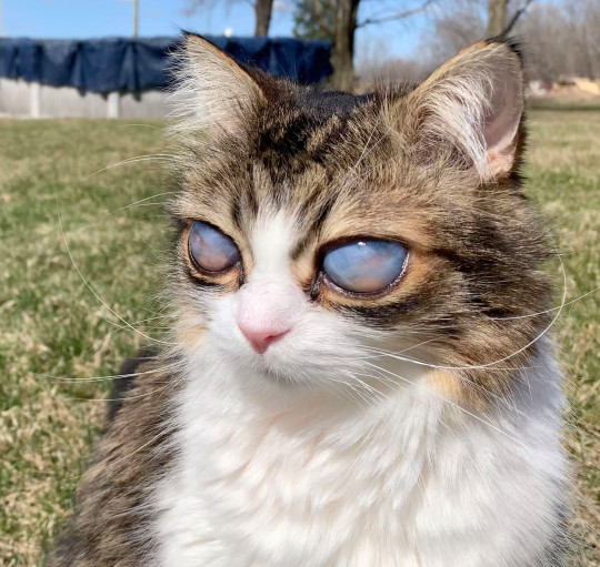 1621856052_466_Meet-Pico-the-blind-cat-from-Canada-with-huge-eyes