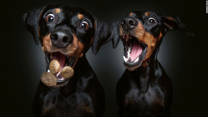 211217114030-01-two-dogs-catching-treats-cnnphotos-restricted-super-tease