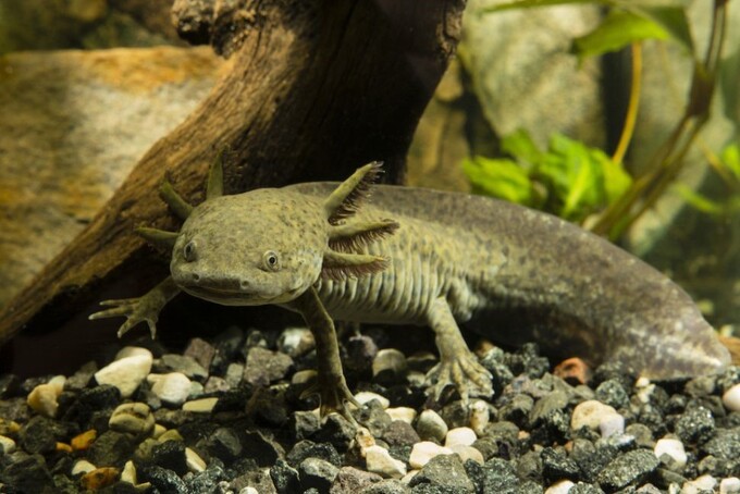 Tên của Axolotls được đặt theo Xolotl, tên của vị thần lửa và nước. Ảnh: Shutterstock