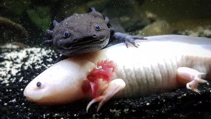 Cuộc sống của kỳ nhông Axolotls đang bị đe doạ nghiêm trọng bởi ô nhiễm môi trương và đô thị hoá. Ảnh: Shutterstock