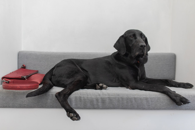 Tiệm cà phê Black Lab Cafe cũng có ghế sofa dành cho cún cưng. Ảnh: NYP