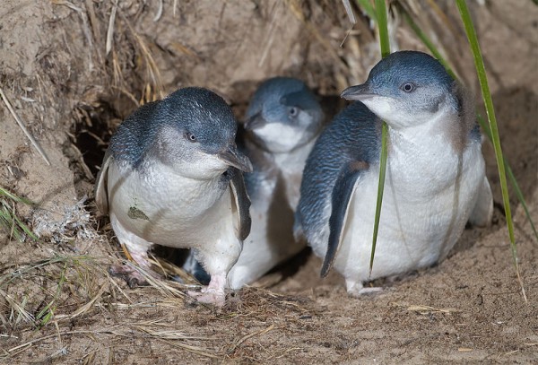 Korora là loài chim cánh cụt nhỏ nhất thế giới. Ảnh: NZ Herald