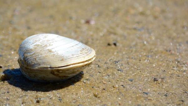 Ngao quahog đại dương. Ảnh: Live Science