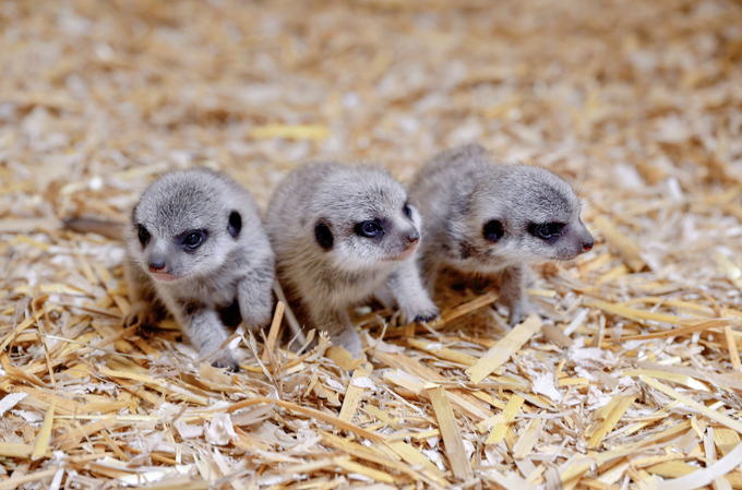 Ba chú chồn con nhỏ xíu dễ thương. Ảnh: ZooBorns.