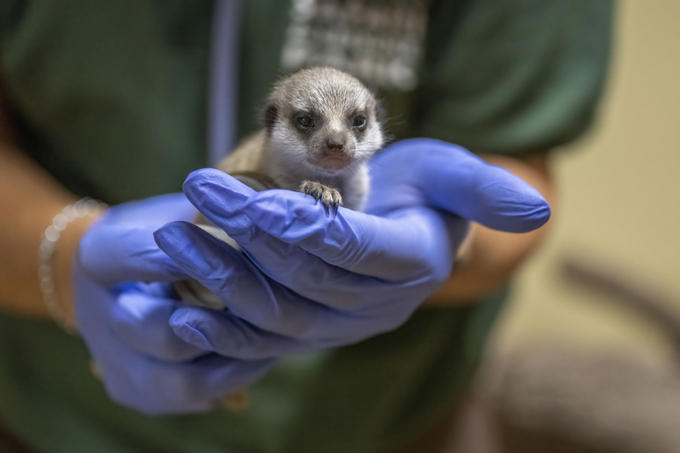 Khi mới sinh, những chú chồn con chỉ nặng khoảng 25 gam. Ảnh: ZooBorns