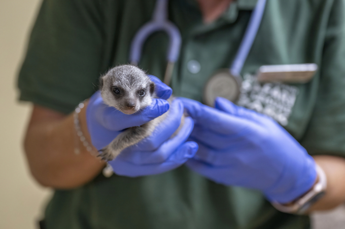 Ba chú chồn đang rất hạnh phúc và khỏe mạnh. Ảnh: ZooBorns