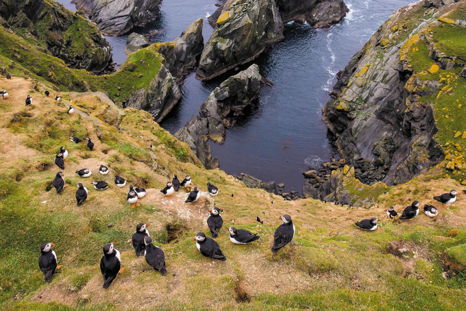 Hình ảnh được chụp tại khu bảo tồn thiên nhiên quốc gia Hermaness (Scotland). Ảnh: The Guardian.