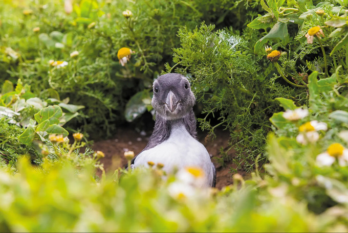 Một chú hải âu đang nhổ rễ cây với vẻ mặt ngơ ngác. Ảnh: The Guardian