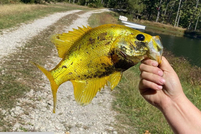 Chú cá crappie vàng mà Haddan câu được. Ảnh: NYP