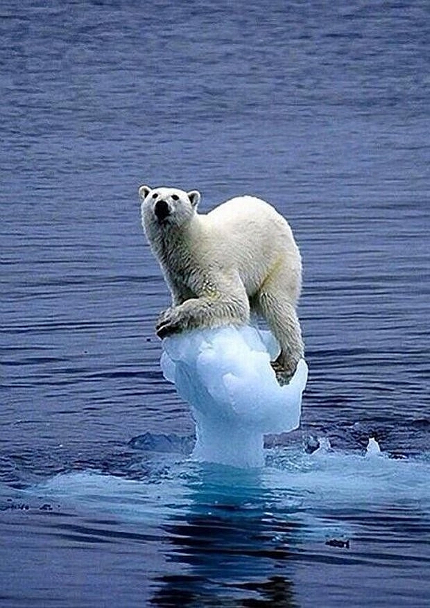 Do lượng khí thải CO2 và ô nhiễm tăng cao, nhiệt độ tại các vùng Bắc Cực đều bị thay đổi gây ra hiện tượng băng tan nghiêm trọng. Đối với những chú gấu thì các tảng băng này là nhà, là nơi sinh sống, săn bắt và nghỉ ngơi. Chú gấu trong ảnh đang cố gắng níu giữ lại tảng băng cuối cùng trên biển.