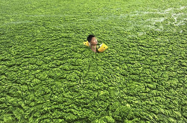 Một lượng lớn tảo biển đã che phủ gần như toàn bộ mặt nước trên bờ biển Thanh Đảo, Trung Quốc.