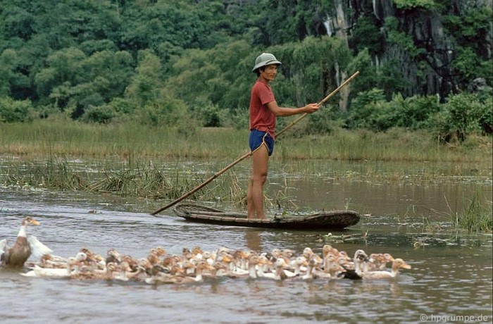 Chăn vịt trên suối Yến.