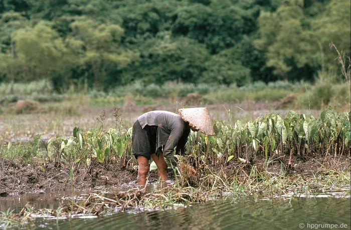 Những người nông dân trên ruộng lúa ven suối Yến.