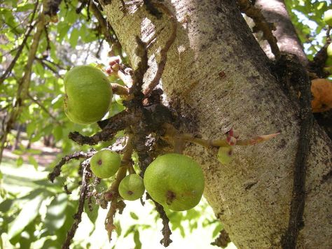 Hoa Ưu đàm (tiếng Phạn: uḍumbara), theo Phật giáo đây là hoa của cây sung (Ficus racemosa). Trong kinh điển Phật giáo và Vệ Đà, đây là một loài hoa hiếm hoi và mang lại điềm lành.